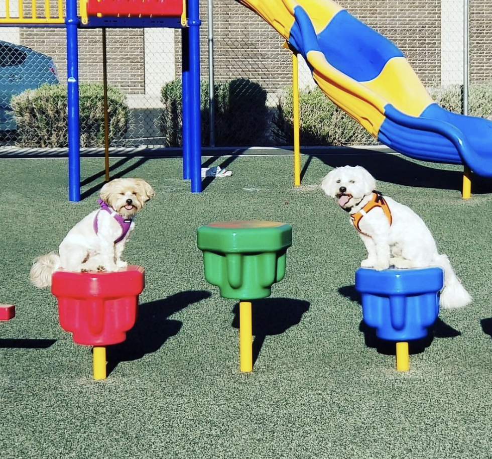 Gingr's Pawsitive Impact Transforming Dog Training Elite